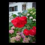 objects/1473/43304_08-Garden.jpg