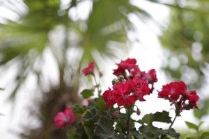 objects/3158/145130__71B9935.JPG